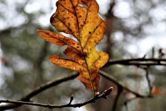November