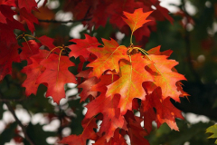 Oktober